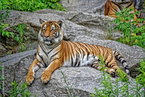 A tiger laying down, shot in HDR