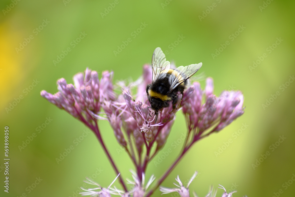 A bumblebee feeding on nectar on pink flowers A bumblebee feeding on nectar on pink flowers