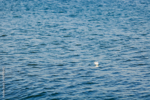 A lonely gull floating in the sea