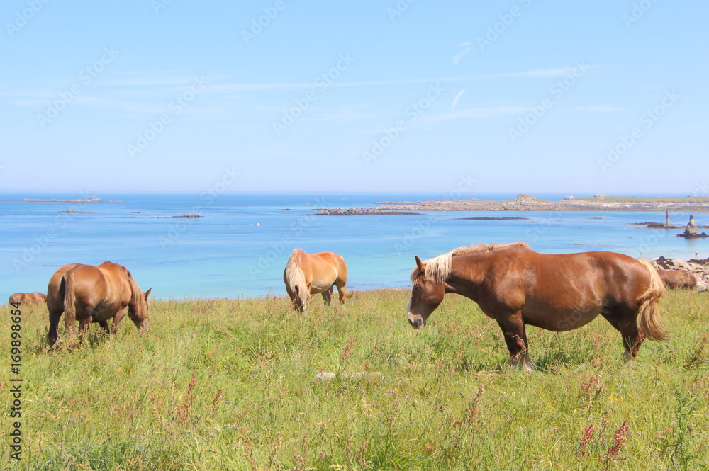 Troupeau de chevaux Traits Bretons au pré près de la côte