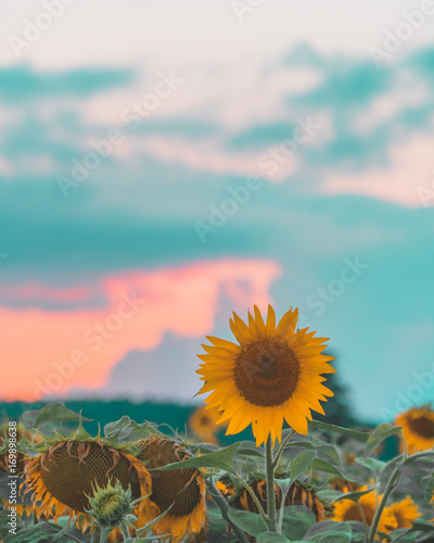 Lonely sunflower at sunset