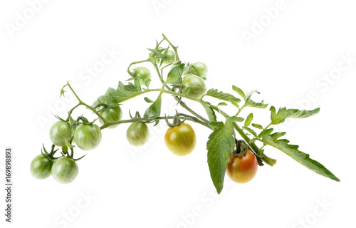 Young cherry green tomato on the bushes,from the flower to the fruit  isolated over white