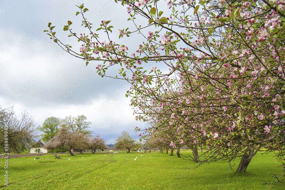 Fototapeta premium Blooming apple orchard in spring located in Latvia 