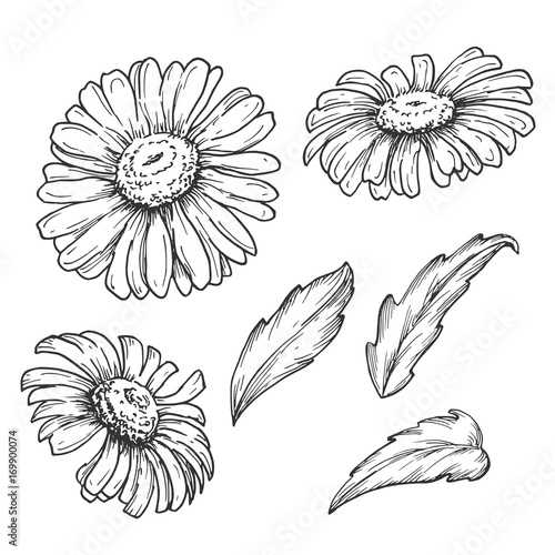 Botanical camomile flowers and leaves, hand drawn monochrome etching set isolated on white background. Vintage vector illustration.