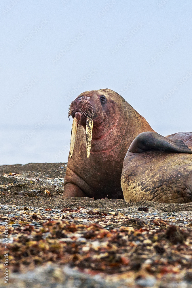Fototapeta premium Walrus ( Odobenus rosmarus )