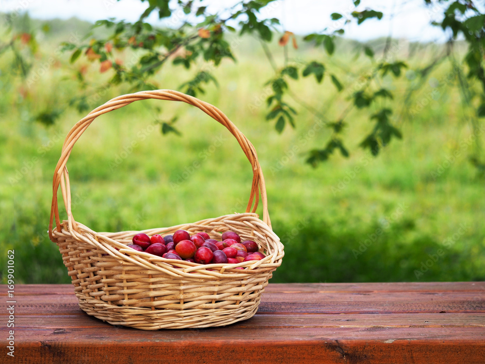 Wicker basket with collected ripe fresh organic plums on a wooden table. Autumn still life with plums
