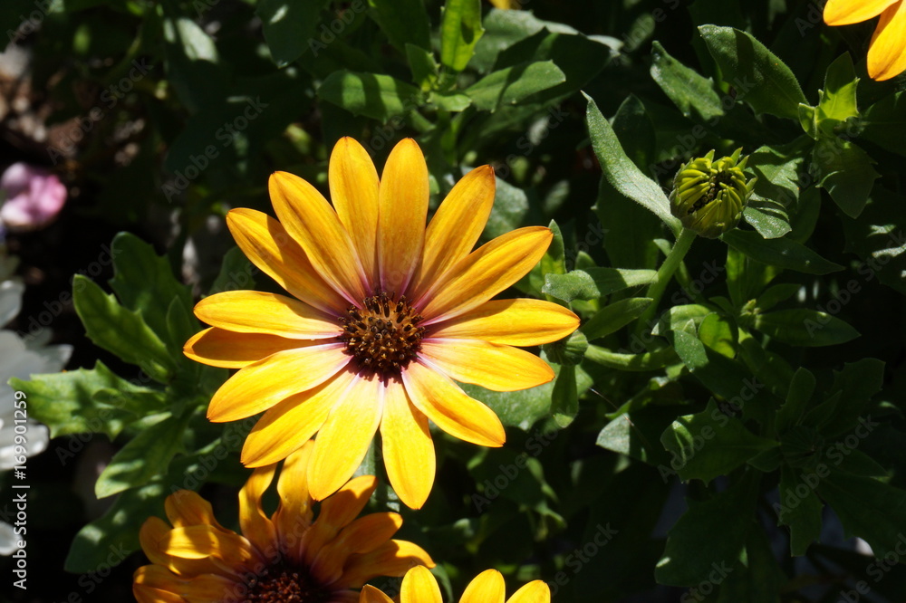 Obraz premium gerbera yellow