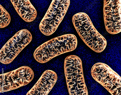 Cellular organelle mitochondria. 3d illustration photo