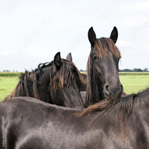 closeup of dark brown horse heads in dutch meadow in holland