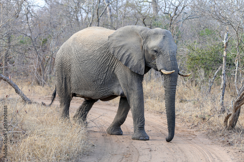 Obraz premium Elephant