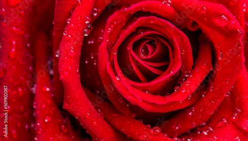 Red rose pattern close up.  Red rose with dew on petals in valentine day with love.   