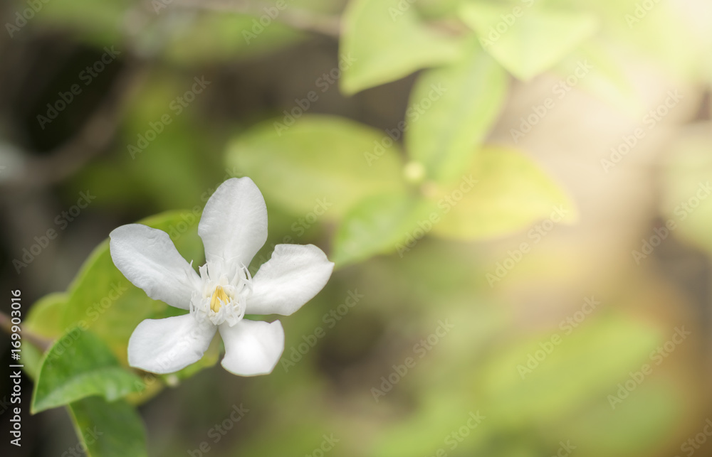 Close up white inda flower in garden.Wrightia antidysenterica flower.