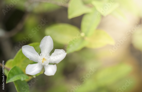 Fototapeta Naklejka Na Ścianę i Meble -  Close up white inda flower in garden.Wrightia antidysenterica flower.