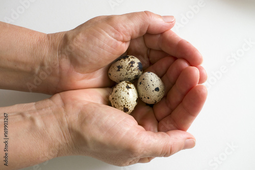 Tres huevos de codorniz en manos de una mujer mayor