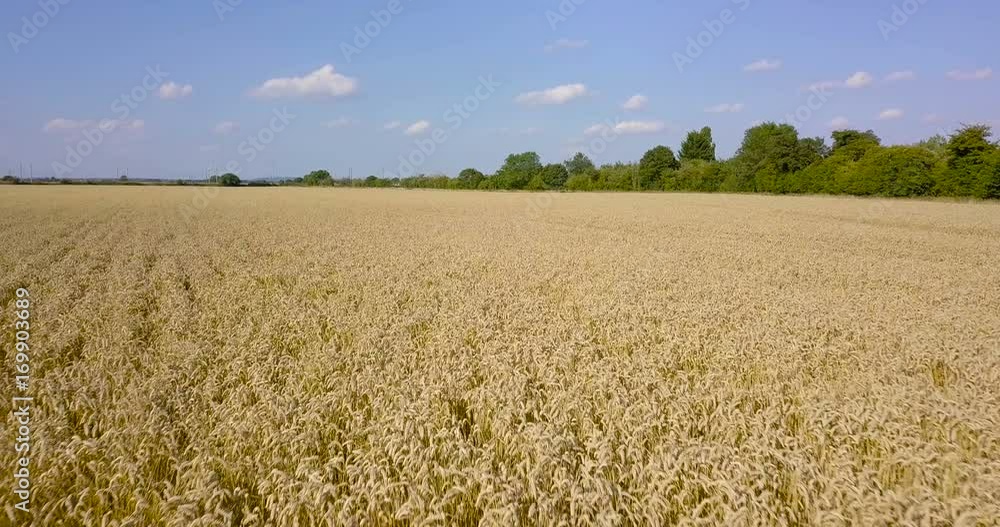 Aerial slowly panning over a ripe wheatfield in summer Aerial slowly panning over a ripe wheatfield in summer