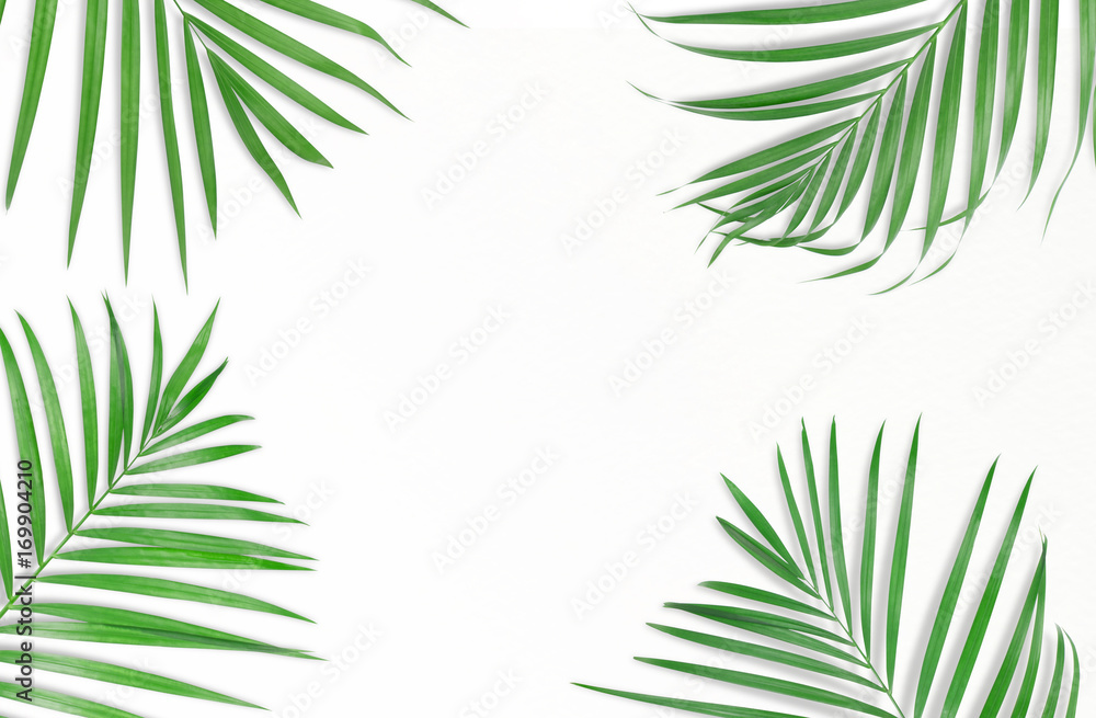 Tropical palm leaves on white background. Minimal nature. Summer Styled. Flat lay. Image is approximately 5500 x 3600 pixels in size Tropical palm leaves on white background. Minimal nature. Summer Styled. Flat lay. Image is approximately 5500 x 3600 pixels in size