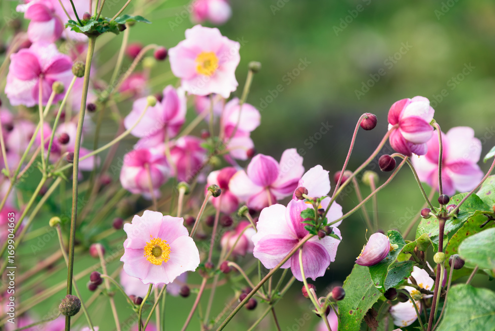 Anemone hupehensis flowers with blurred green background. Anemone hupehensis flowers with blurred green background.