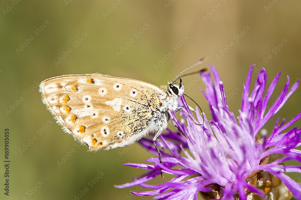 Butterfly on flower