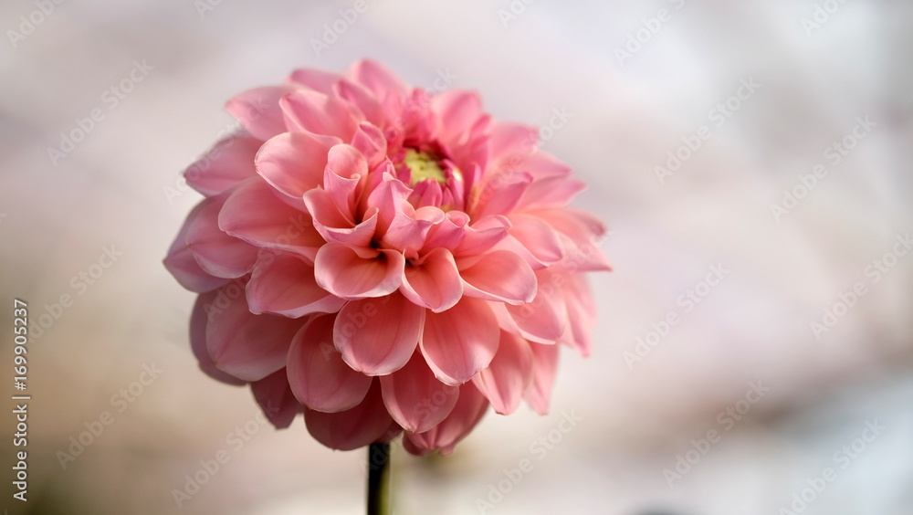 Fototapeta premium Pink dahlia flower blooming in the garden. 