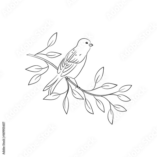vector contour bird on the branch contour