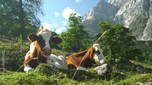 4k cinemagraph seamless loop video two cows relaxing on beautiful mountain pasture on sunny summer day, one ruminating and looking at camera
