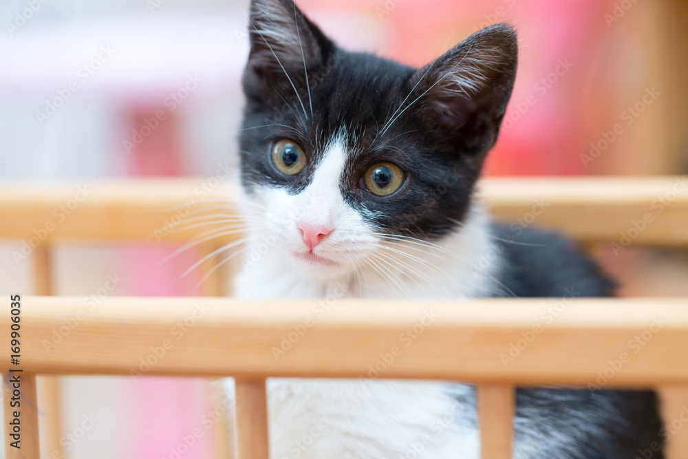 Little kitty Little kitty
