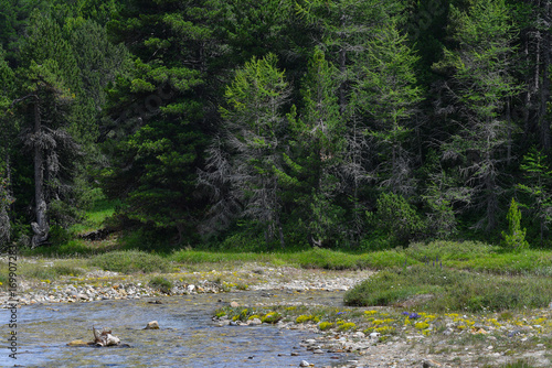 Lo scorrere del fiume in alta montagna circondato dai pini verdi photo