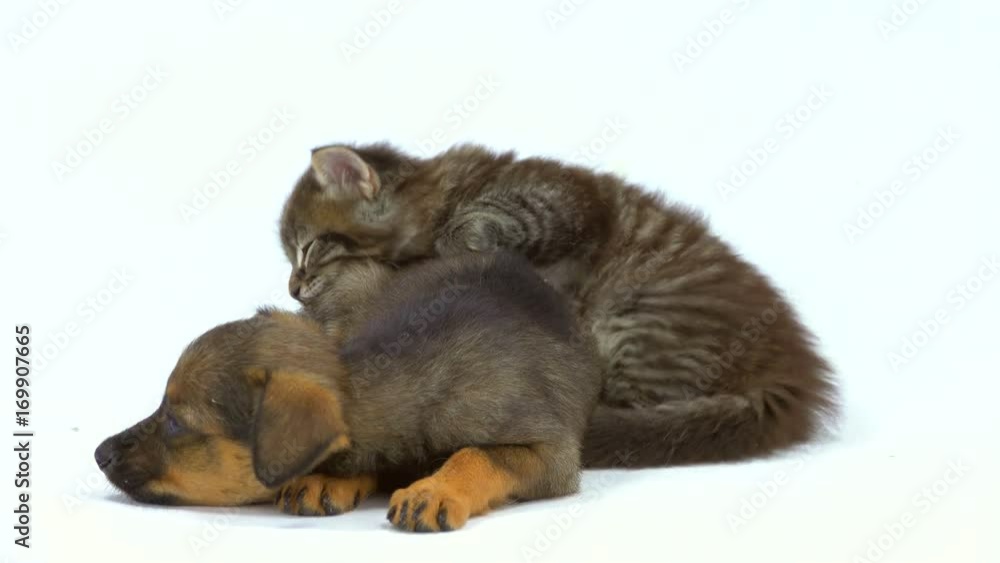 puppy and kitten sleep on a white background puppy and kitten sleep on a white background
