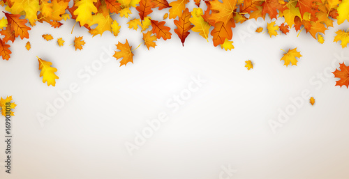 Autumn background with orange leaves.