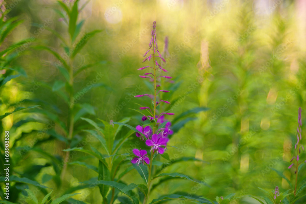 Chamaenerion angustifolium