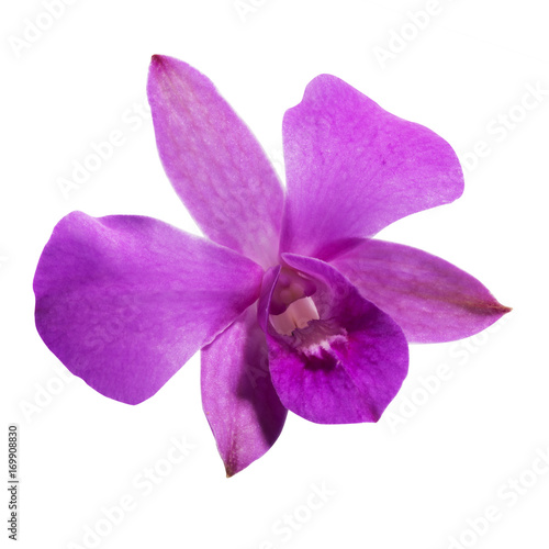 Purple Orchid  Dendrobium  on white back ground