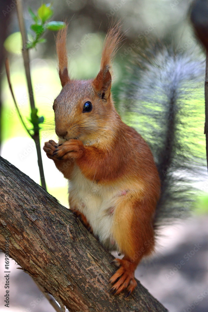 Fototapeta premium Red squirrel in a park