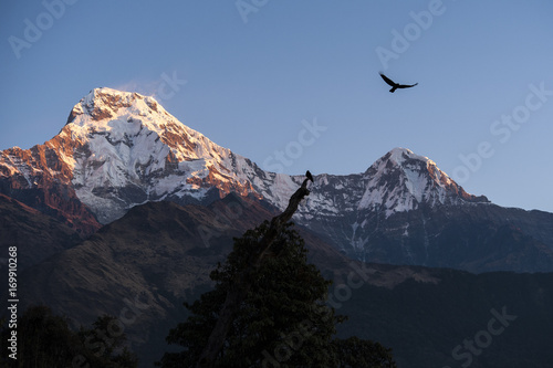 Himalaya Mountain with Bird