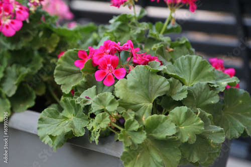 Fototapeta Naklejka Na Ścianę i Meble -  Balcony Plants / Geranium in decorative pails