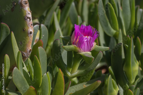 Verschiedene Blumen  Makro