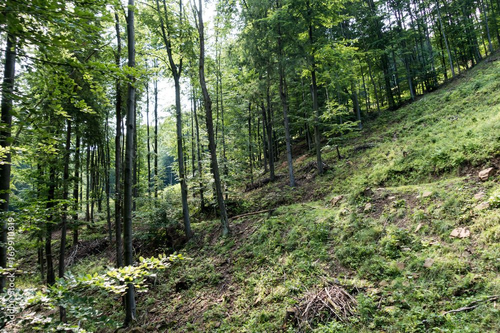 Forest in Suior area, Romania, spring cold day Forest in Suior area, Romania, spring cold day