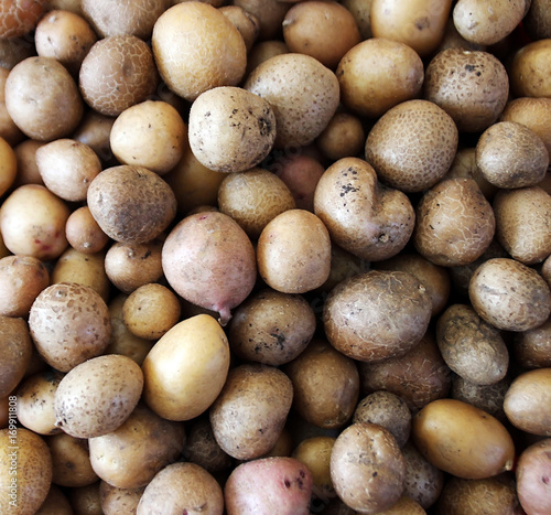 Potato natural background.