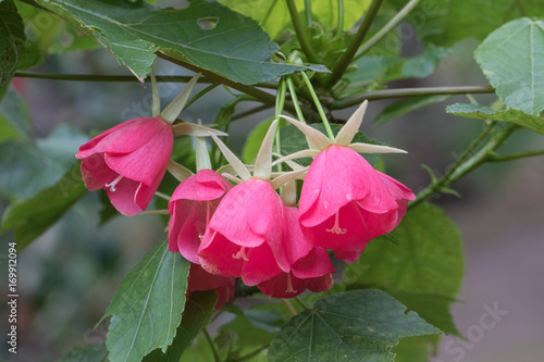 diverse Blüten, Samen, Sukkulenten aus dem botanischen Garten