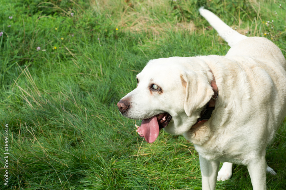 Labrador Retriever - alt und blind