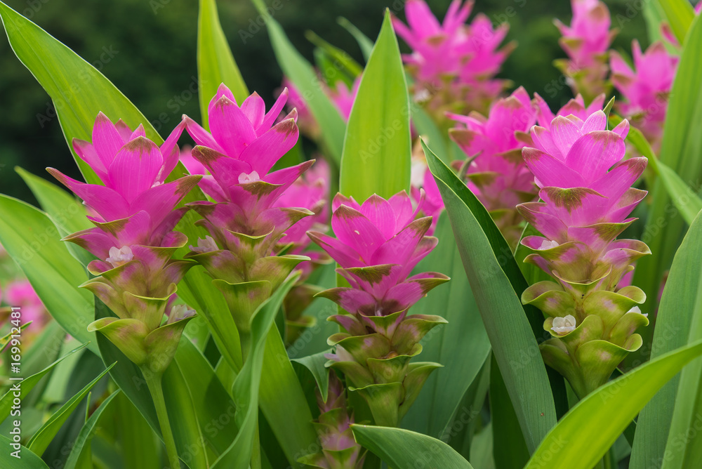 Curcuma is a genus of about 100 accepted species in the family Zingiberaceae that contains such species as turmeric and Siam Tulip. Curcuma is a genus of about 100 accepted species in the family Zingiberaceae that contains such species as turmeric and Siam Tulip.