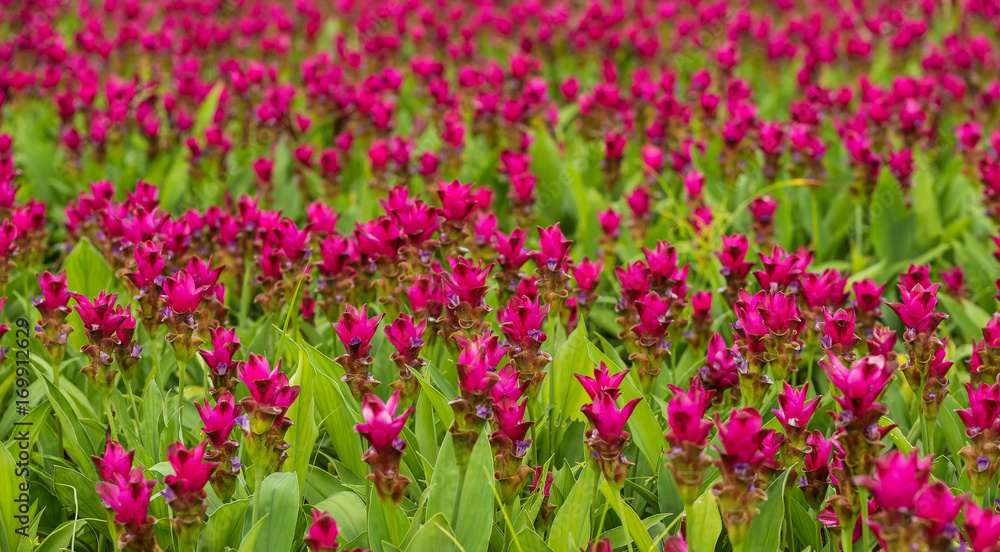 Curcuma is a genus of about 100 accepted species in the family Zingiberaceae that contains such species as turmeric and Siam Tulip. Curcuma is a genus of about 100 accepted species in the family Zingiberaceae that contains such species as turmeric and Siam Tulip.
