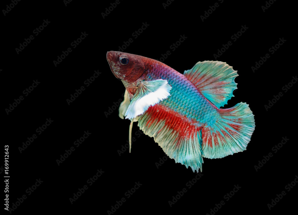 Local fighter fish cheap