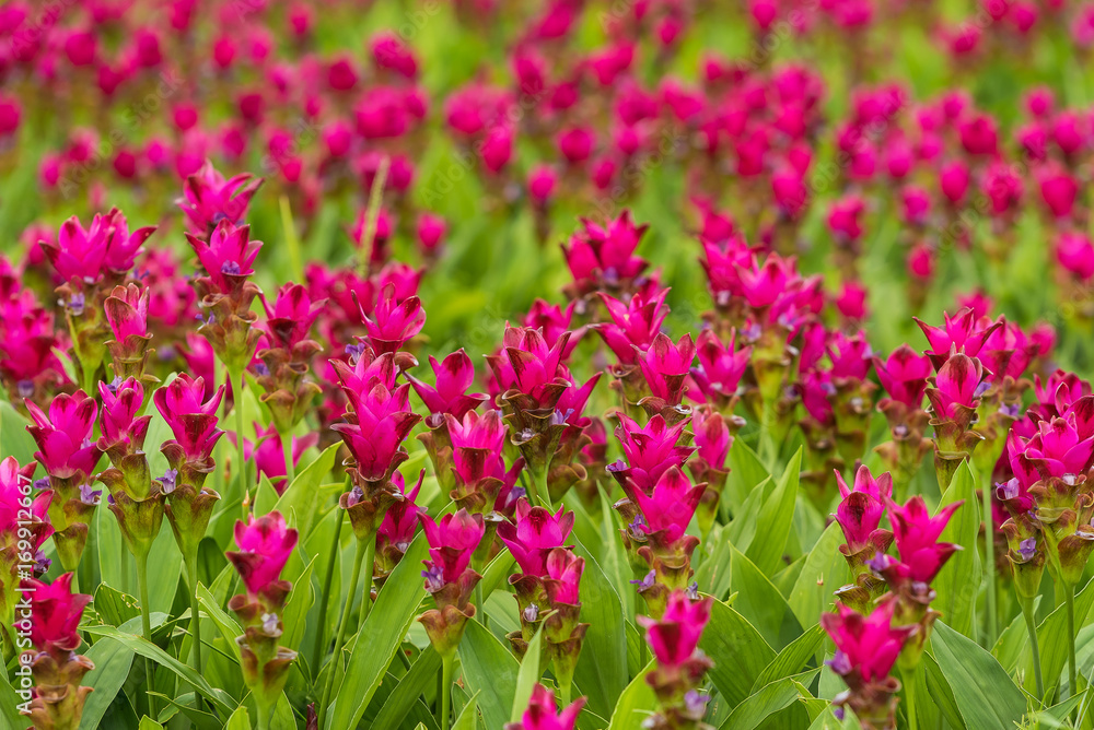 Curcuma is a genus of about 100 accepted species in the family Zingiberaceae that contains such species as turmeric and Siam Tulip.