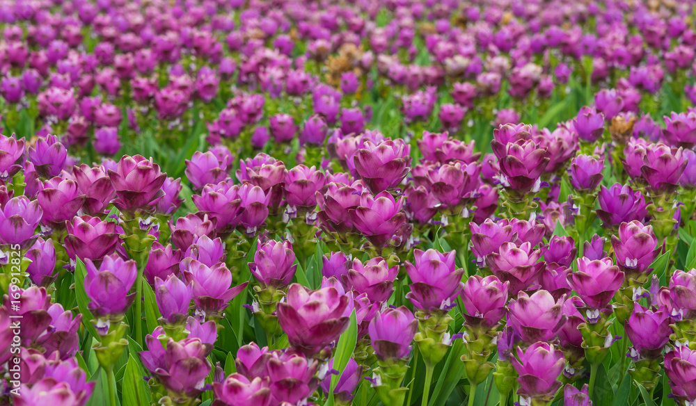 Curcuma is a genus of about 100 accepted species in the family Zingiberaceae that contains such species as turmeric and Siam Tulip. Curcuma is a genus of about 100 accepted species in the family Zingiberaceae that contains such species as turmeric and Siam Tulip.