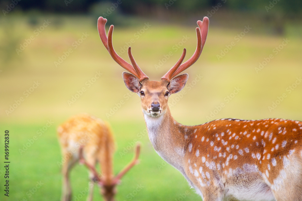 Fototapeta premium Beautiful deer portrait on spring meadow with big horns