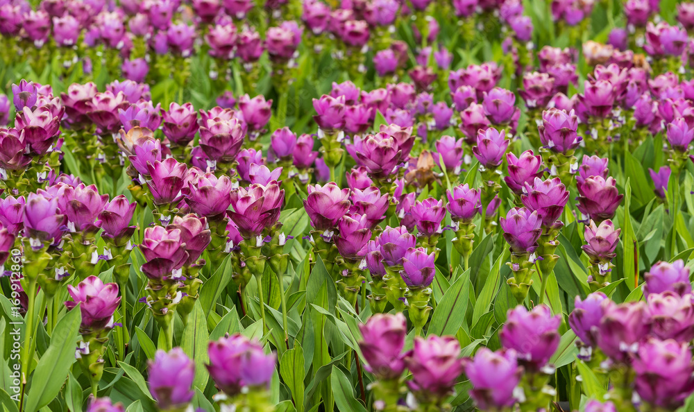 Curcuma is a genus of about 100 accepted species in the family Zingiberaceae that contains such species as turmeric and Siam Tulip. Curcuma is a genus of about 100 accepted species in the family Zingiberaceae that contains such species as turmeric and Siam Tulip.