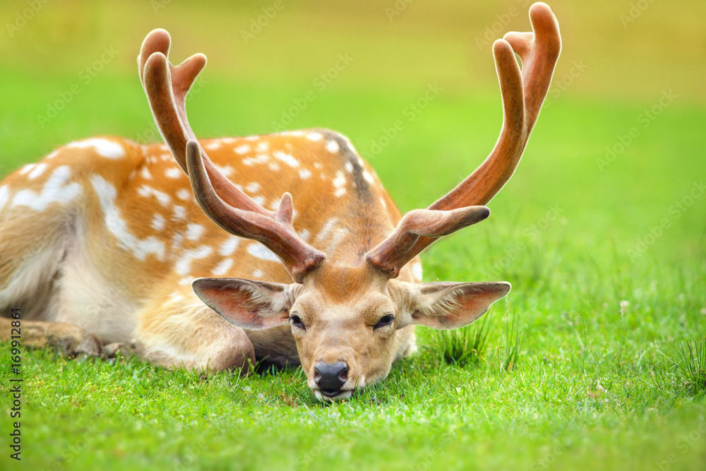 Fototapeta premium Beautiful deer rest on spring meadow