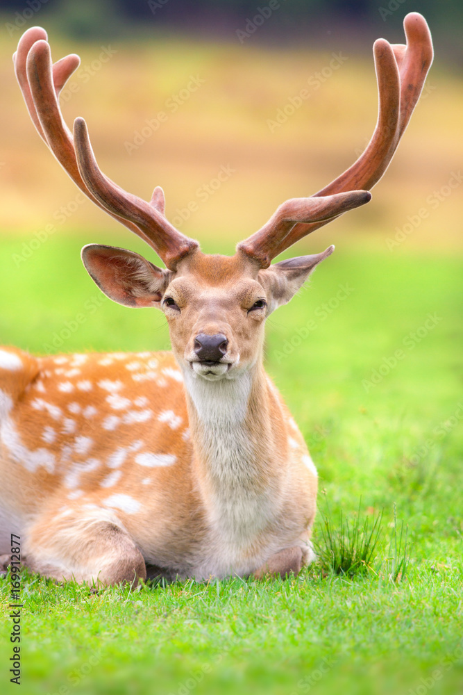 Fototapeta premium Beautiful deer rest on spring meadow