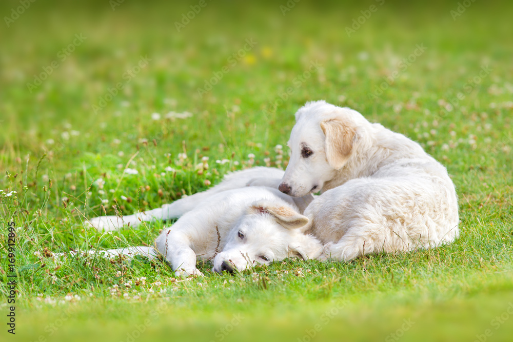 Hungarian Kuvasz puppy on spring meadow Hungarian Kuvasz puppy on spring meadow