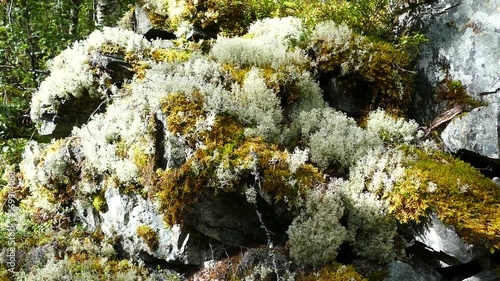 Tilt up from Reindeer Moss in Morkidsdalen park Skjolden Norway photo